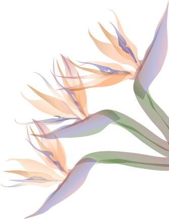 Bird of Paradise