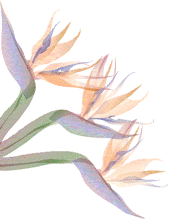 Bird of paradise